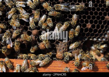 beekeeping - the brood of bees Stock Photo