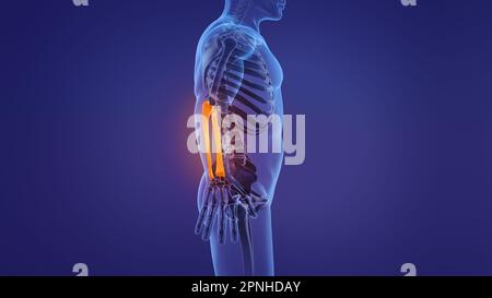 Anatomy of the human forearm Stock Photo