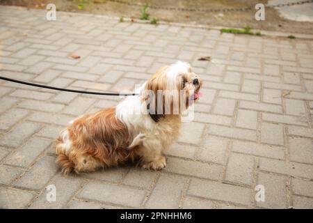 Shih Tzu dog sitting on the steps in the town. a dog in the city. Dog in urban landscape Stock Photo