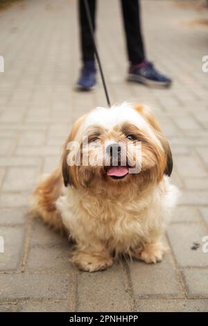 Shih Tzu dog sitting on the steps in the town. a dog in the city. Dog in urban landscape Stock Photo