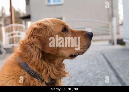 Golden retriever hot sale gentle