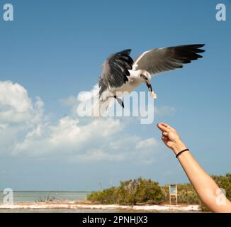 Seagull in flight grabs food with its beak from the hands of a woman with her arm raised on the deserted beach on Holbox Island in Mexico Stock Photo
