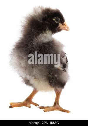 Black and white Dominique chicken chick isolated thatis heaving a bad feather day Stock Photo