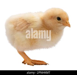 Buff Orpington Hen Isolated On White Stock Photo - Download Image