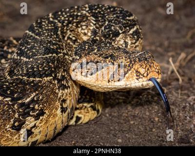 A Puff Adder, a dangerously venomous snake viper from South Africa. Stock Photo