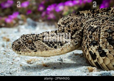 A Puff Adder, a dangerously venomous snake viper from South Africa. Stock Photo