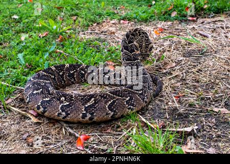 A Puff Adder, a dangerously venomous snake viper from South Africa. Stock Photo