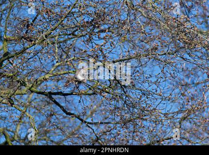 Grey Squirrel, Sciurus carolinensis, eating on budding Beech tree, Lancashire, UK Stock Photo