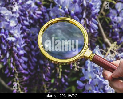 A female hand with a magnifying glass reflects the sky against beautiful wisteria blossom Stock Photo