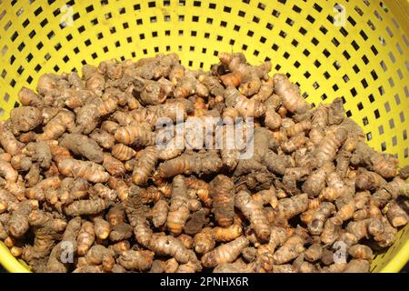 Turmeric roots uprooted from the ground washed and kept for dry in the basket Stock Photo