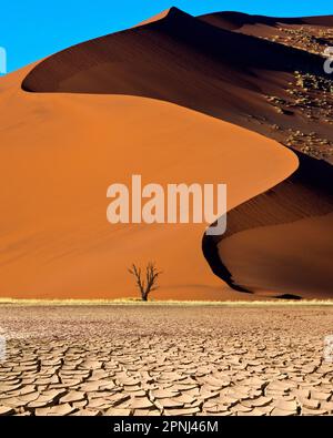 Sand dune in the Namib Desert near Sossusvlei in Namibia, Africa. Stock Photo