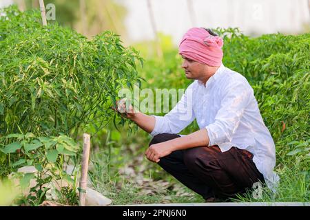 Indian Happy farmer holding green chilli plant, green chilli farming, young farmer Stock Photo