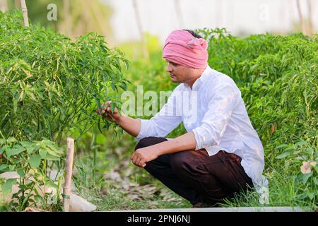 Indian Happy farmer holding green chilli plant, green chilli farming, young farmer Stock Photo