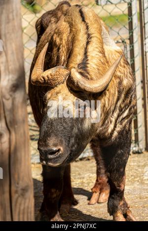 Mishmi Takin at Piagnton Zoo. IUCN Conservation Status - Vulnerable Stock Photo