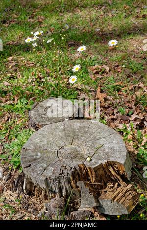 Two cut trees with bright white daisies growing around surrounded by fallen leaves on the ground on a sunny day in springtime Stock Photo
