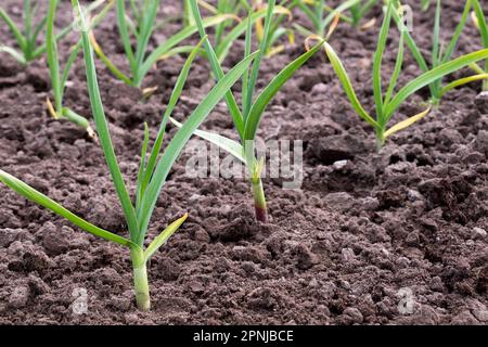 Young garlic with yellow leaves in the garden bed. Weak plants in spring needing fertilizer and water concept. Garden plants on the ground. Gardening. Stock Photo