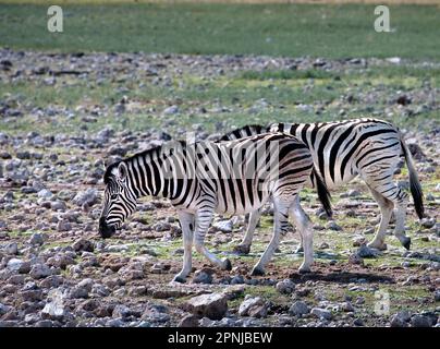 Plains (Burchells) Zebra (Equus quagga burchelli), Namibia, Nov 2006 Stock Photo