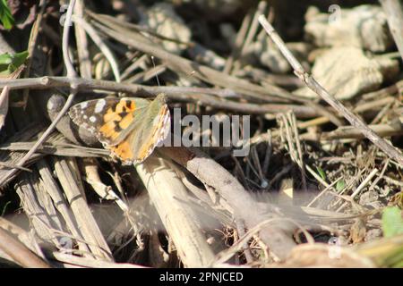 Butterfly (Vanessa cardui or painted lady) in nature. Summer or spring time concept idea. Known as 'diken kelebegi' in Turkish. Stock Photo