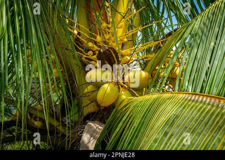 Coconuts grow on palm trees in Jamaica Stock Photo