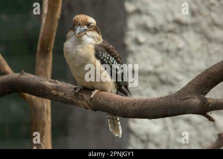 Kookaburras are terrestrial tree kingfishers of the genus Dacelo native to Australia and New Guinea, which grow to between 28 and 47 cm (11 and 19 in) Stock Photo