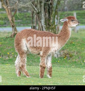 Alpaca, Vicugna pacos , Stock Photo