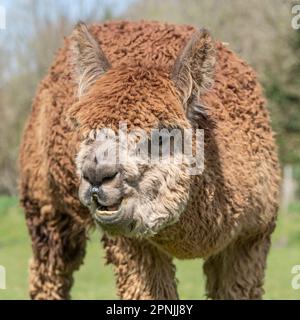 Alpaca, Vicugna pacos , Stock Photo