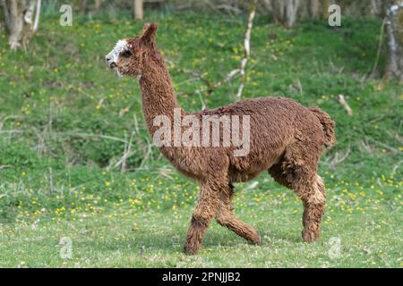 Alpaca, Vicugna pacos , Stock Photo