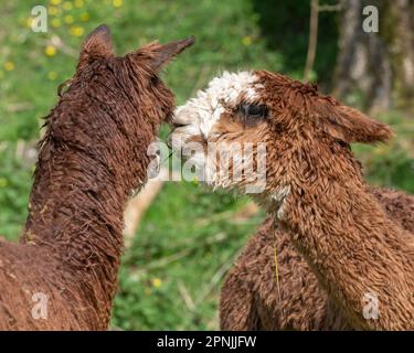 Alpaca, Vicugna pacos , Stock Photo