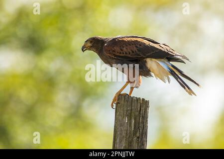 The Harris's hawk (Parabuteo unicinctus), formerly known as the bay-winged hawk, dusky hawk, and sometimes a wolf hawk, and known in Latin America as Stock Photo