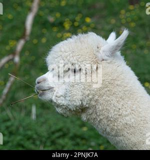 Alpaca, Vicugna pacos , Stock Photo