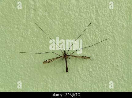 Crane fly or Tipula on the wall Stock Photo