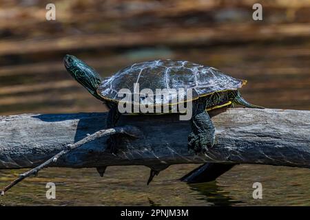 Northern Map Turtle, Graptemys geographica, basking on a log in Lake of the Clouds, Canadian Lakes, Michigan, USA Stock Photo