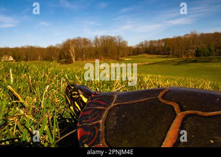 Painted Turtle, Chrysemys picta, crossing a grassy expanse why moving between ponds in Central Michigan, USA Stock Photo