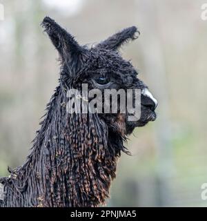 Alpaca, Vicugna pacos , Stock Photo