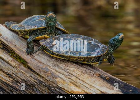 Northern Map Turtles, Graptemys geographica, basking on a log in Lake of the Clouds, Canadian Lakes, Michigan, USA Stock Photo