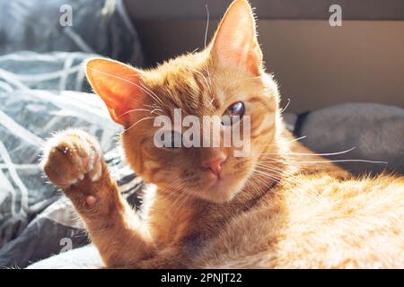 Ginger cat waving his paw close up in sunlight Stock Photo