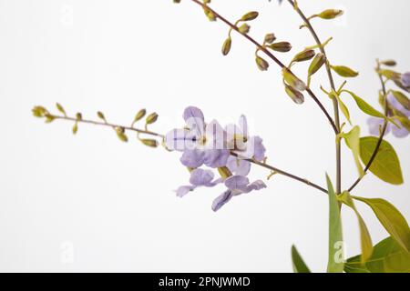 Violet flowers of the plant Duranta Erecta Stock Photo