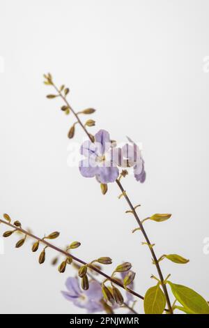 Violet flowers of the plant Duranta Erecta Stock Photo