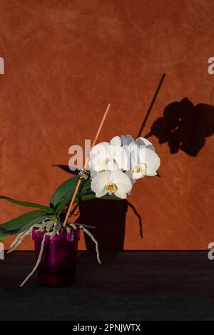 Phalaenopsis orchid bush in a pot with shade Stock Photo