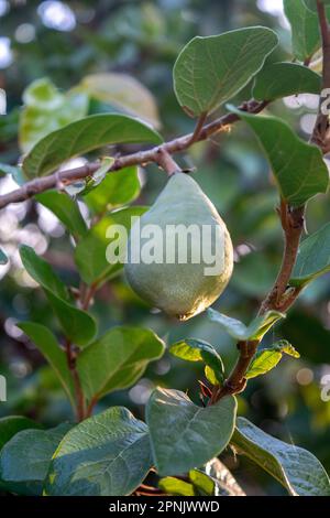 green fruit of the creeper. Ficus repens Stock Photo