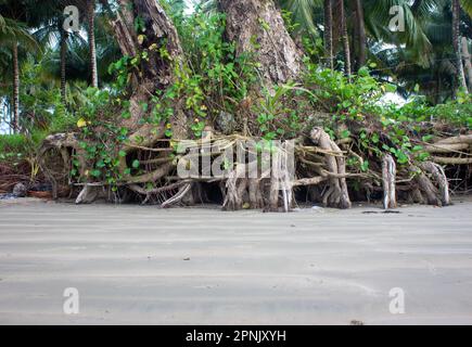 Roots of a tree exposed due to sea erosion along the beach at Pantai Beringgis, Sabah, Malaysia Stock Photo