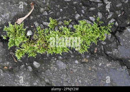 Green moss growing on asphalt. Bryophyta sensu stricto Stock Photo