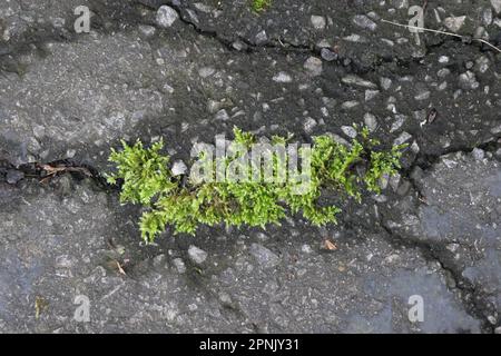 Green moss growing on asphalt. Bryophyta sensu stricto Stock Photo