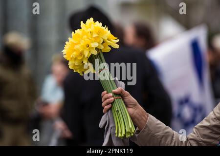 Warsaw, Poland, 19/04/2023, Participant seen holding daffodils as a symbol of the Ghetto Uprising, during the ceremony. Poland marked the 80th anniversary of the Warsaw Ghetto Uprising - a violent revolt that occurred from April 19 to May 16, 1943, during World War II. Residents of the Jewish ghetto in Nazi-occupied Warsaw, staged the armed revolt to prevent deportations to Nazi-run extermination camps. The Uprising became an everlasting symbol of the resistance of Polish Jews against the Holocaust. Between 1942 to 1943 Germans transported over 300,000 Jews from the Warsaw Ghetto to the death  Stock Photo