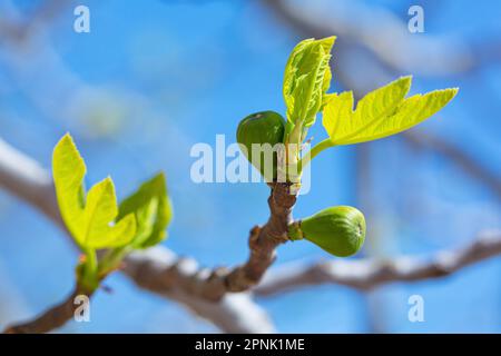 Fig tree sprouts and green figs in spring sunny weather Stock Photo