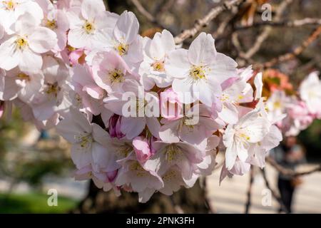 Close-up of pink flowers on a Cherry tree Stock Photo
