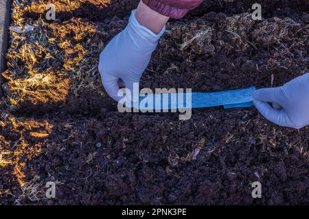 Close up view of planting seeds on paper tape in pallet collar in spring. Sweden. Stock Photo