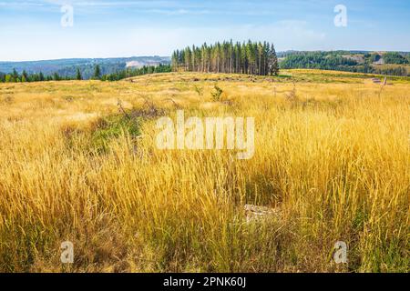 Landscape Der Harz national park, Germany. Green forest, stacked logs, open flowering grass meadow field and hiking trails. Stock Photo