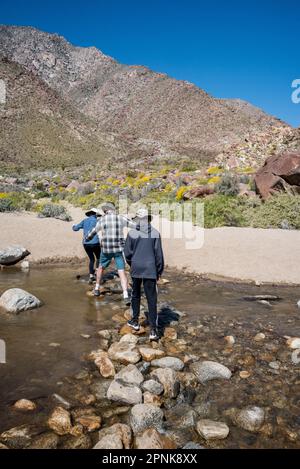 A family crosses a wide creek on rocks on the Borrego Palm Canyon Trail in spring at Anza Borrego Desert State Park, California Stock Photo