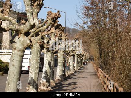 Bad Kreuznach, Germany - February 25, 2021: Trees lining a walking path next to the Nahe River in Bad Kreuznach, Germany on a sunny winter day. Stock Photo
